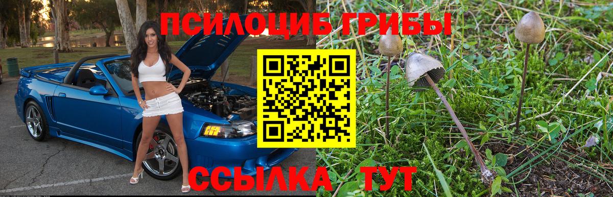 Елизово  Псилоцибиновые грибы Psilocybe  как найти наркотики  Вход с VPN  Галлюциногенные грибы Psilocybe 